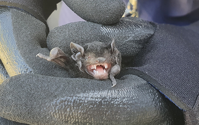 microbat in hand